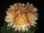 Gymnocalycium Hybrid 'pink'